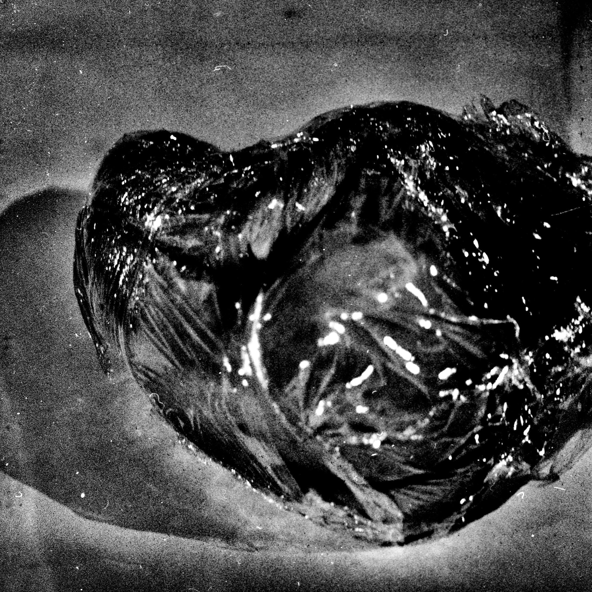 Market display, overhead