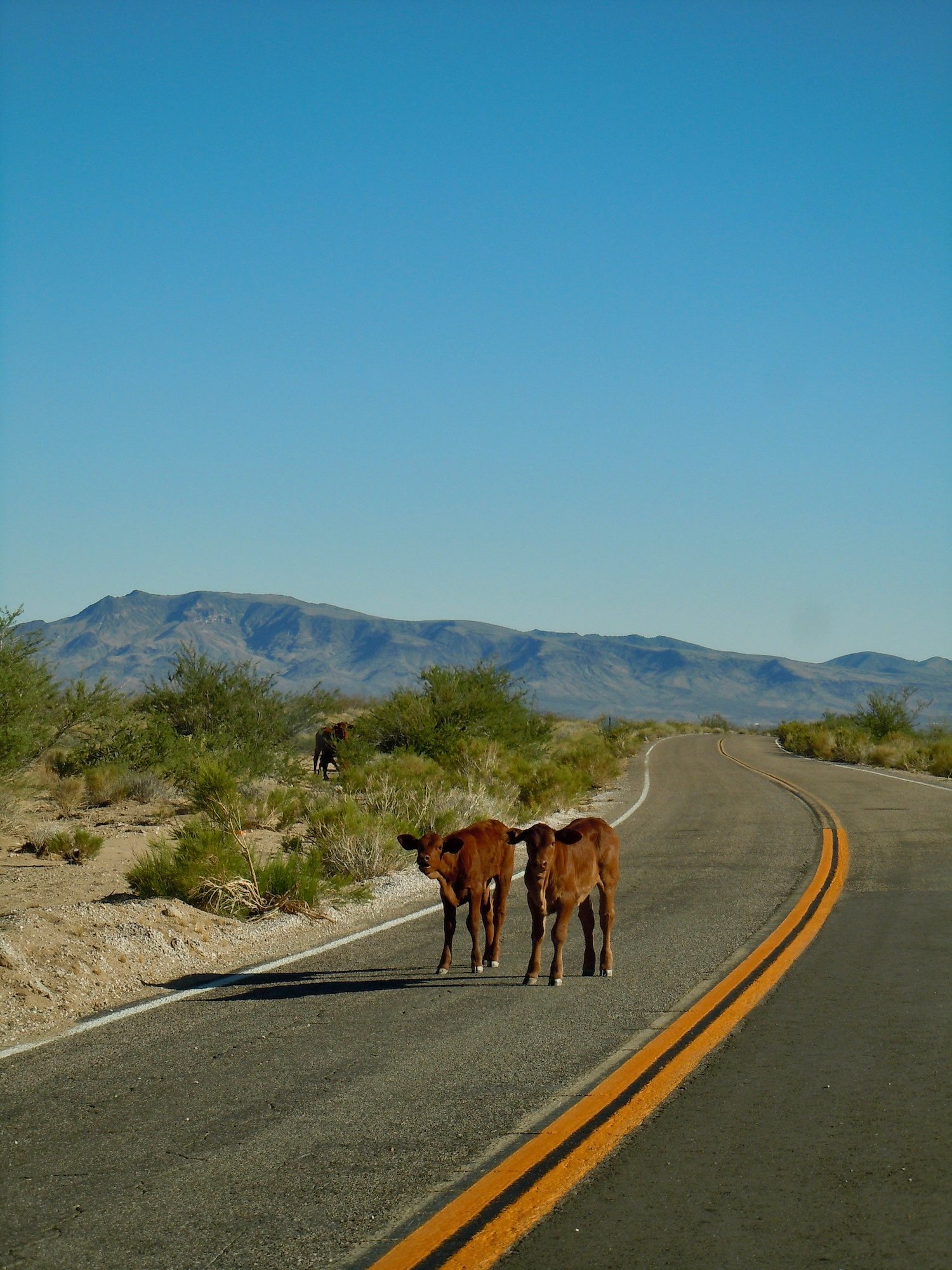 Mojave - two calfs on road